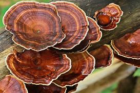 Unlocking the Health Secrets of Reishi Mushrooms: Nature's Wellness Elixir