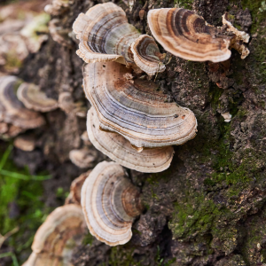 Turkey Tail Triumph