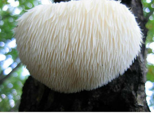 Lion's Mane Mushroom: Unveiling Its Remarkable Health Benefits