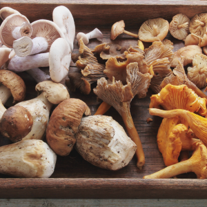 Why You Should Care About the Origin of Your Mushrooms.