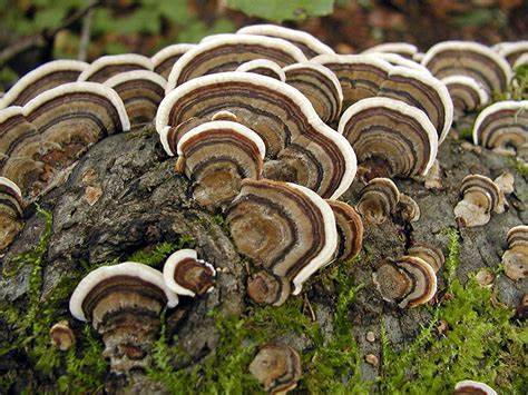 Unlocking the Power of Turkey Tail Mushrooms: Health Benefits Unveiled